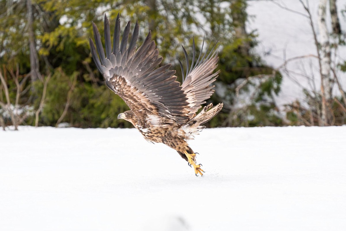 White-tailed Eagle - ML619186110