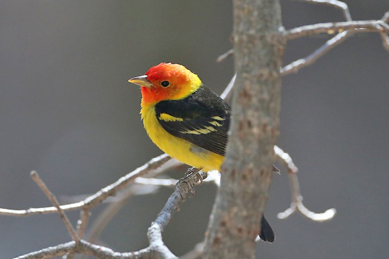 Western Tanager - Michael Walther