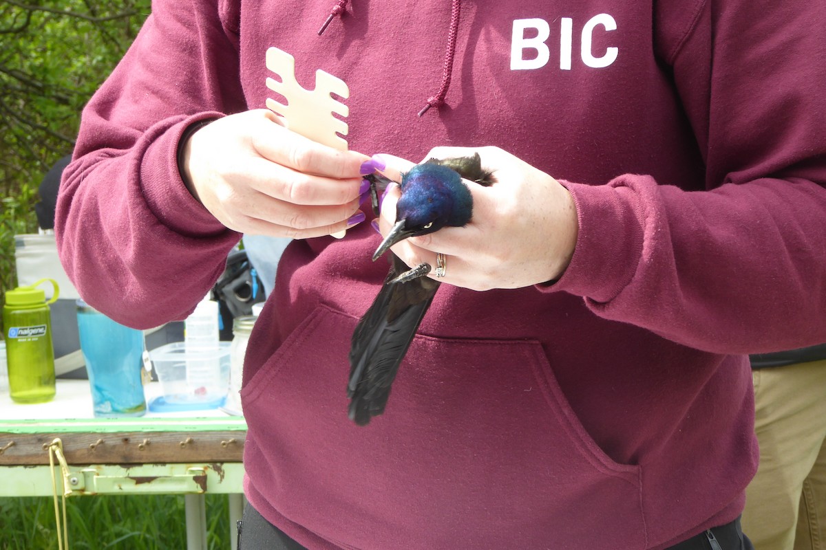 Common Grackle - Georgette Larocque