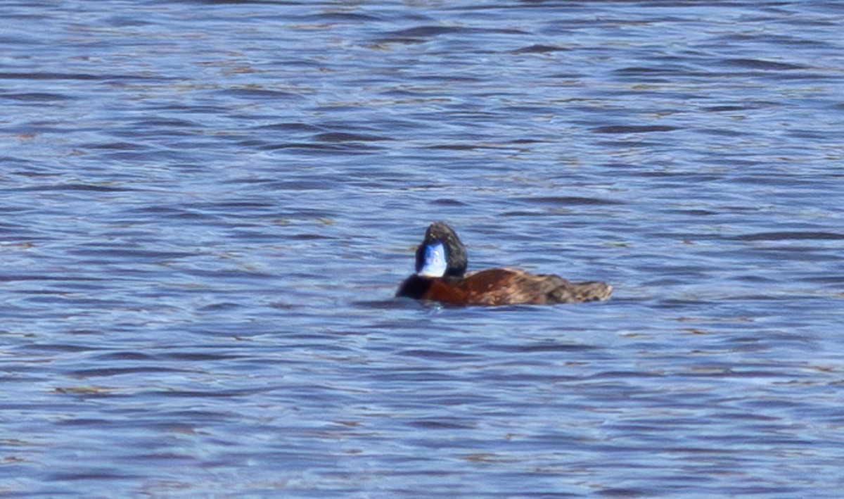 Blue-billed Duck - Pedro Nicolau