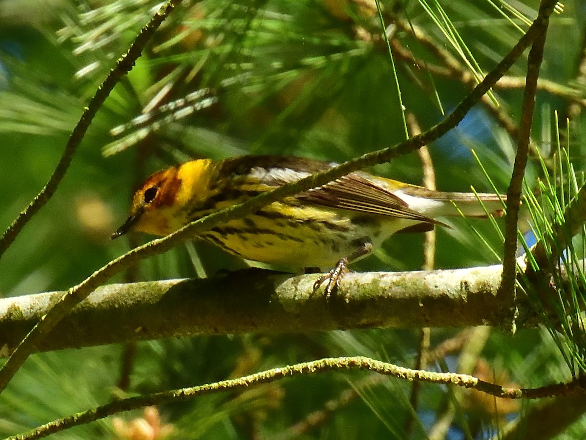 Cape May Warbler - Anonymous