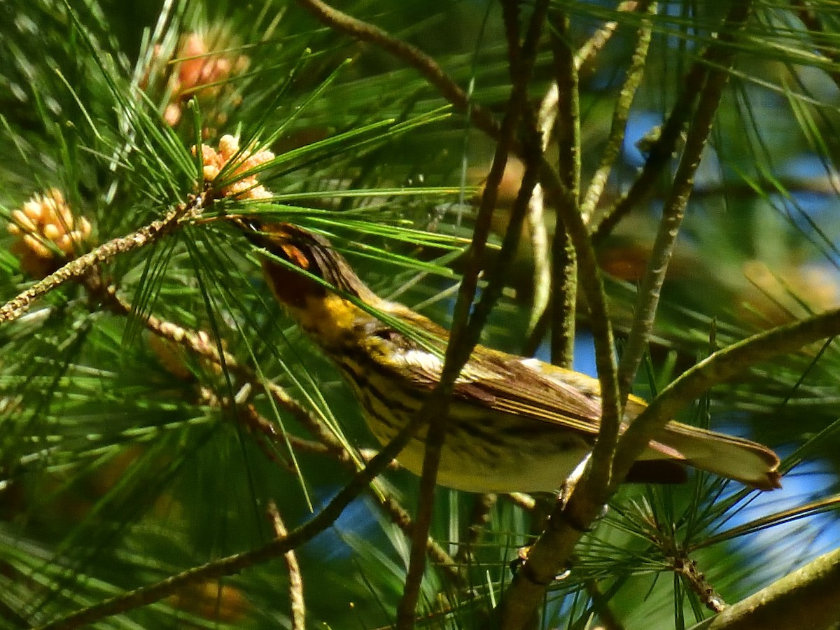 Cape May Warbler - Anonymous