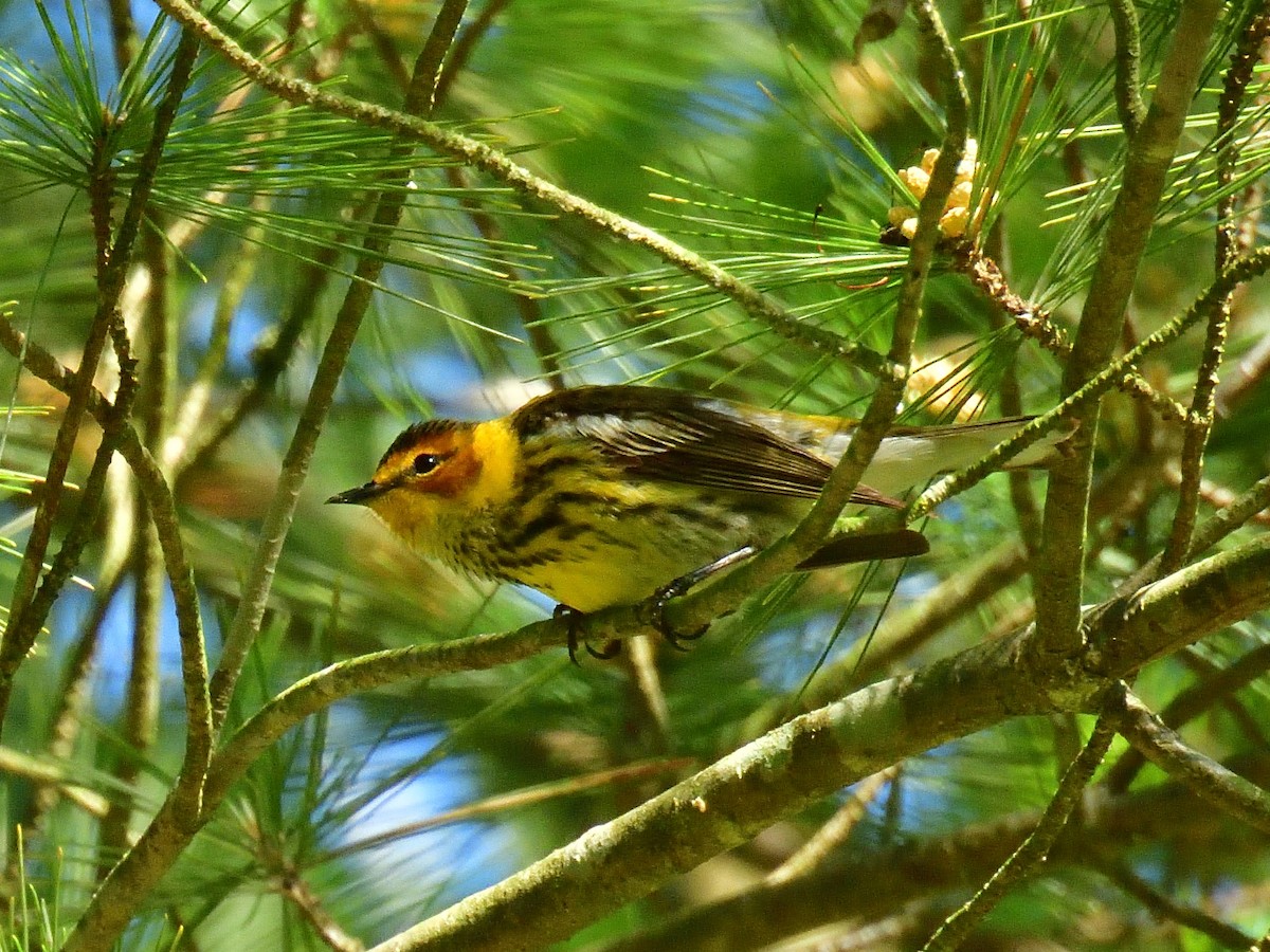 Cape May Warbler - Anonymous