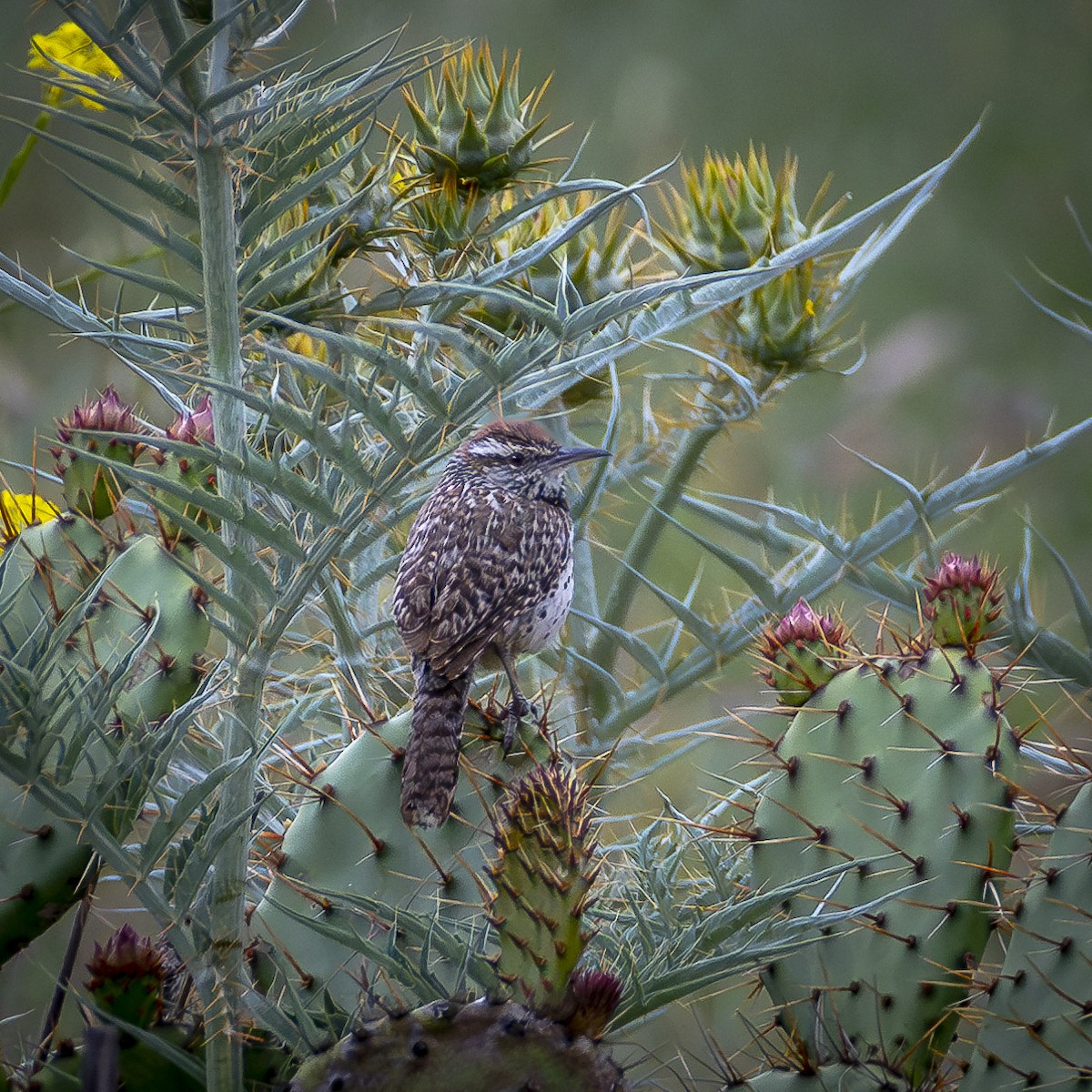 Cactus Wren - James Kendall