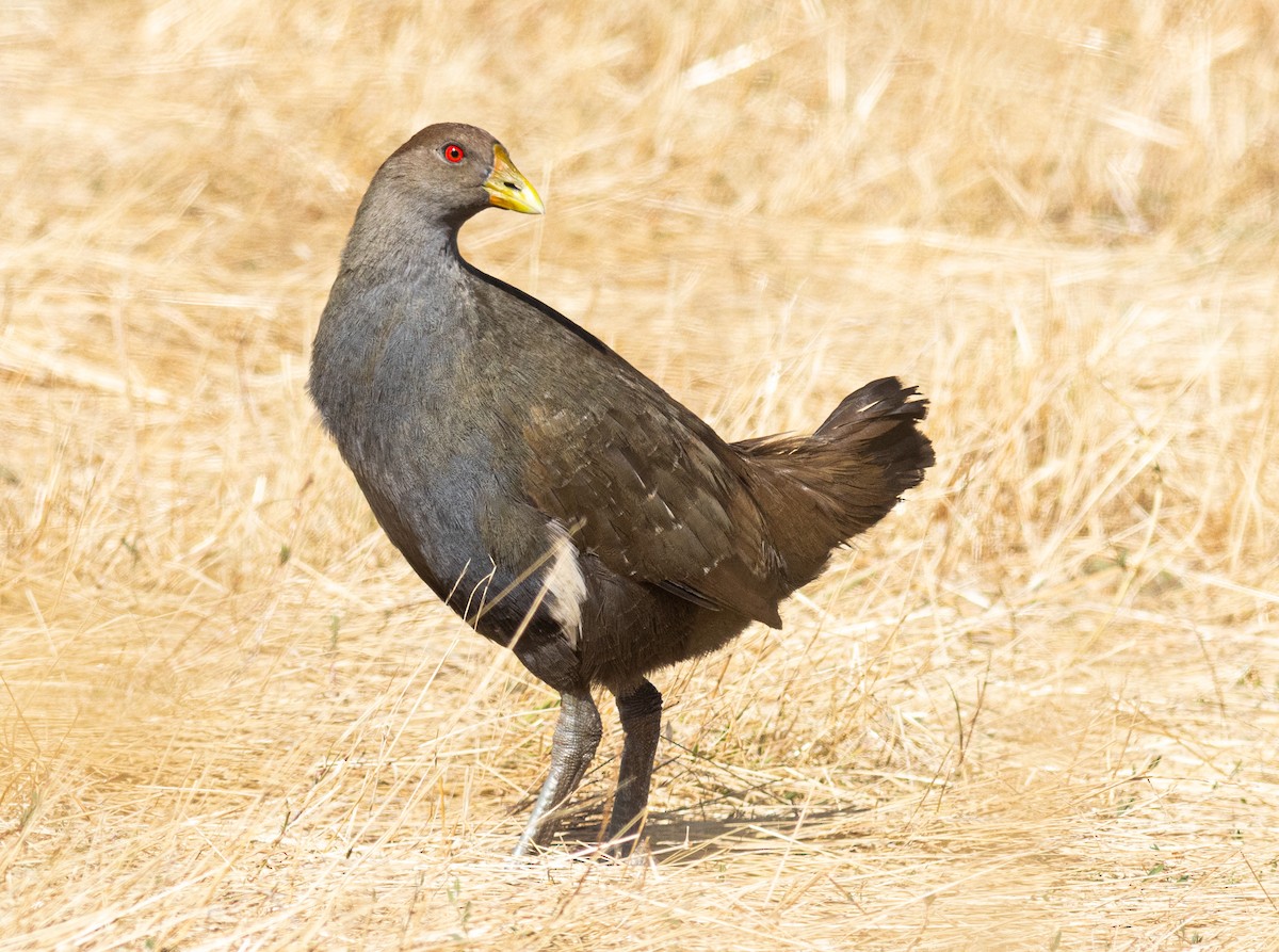 Grünfuß-Teichhuhn - ML619186172