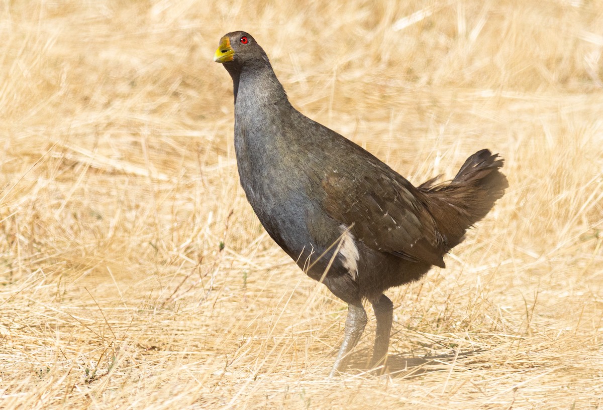 Grünfuß-Teichhuhn - ML619186173