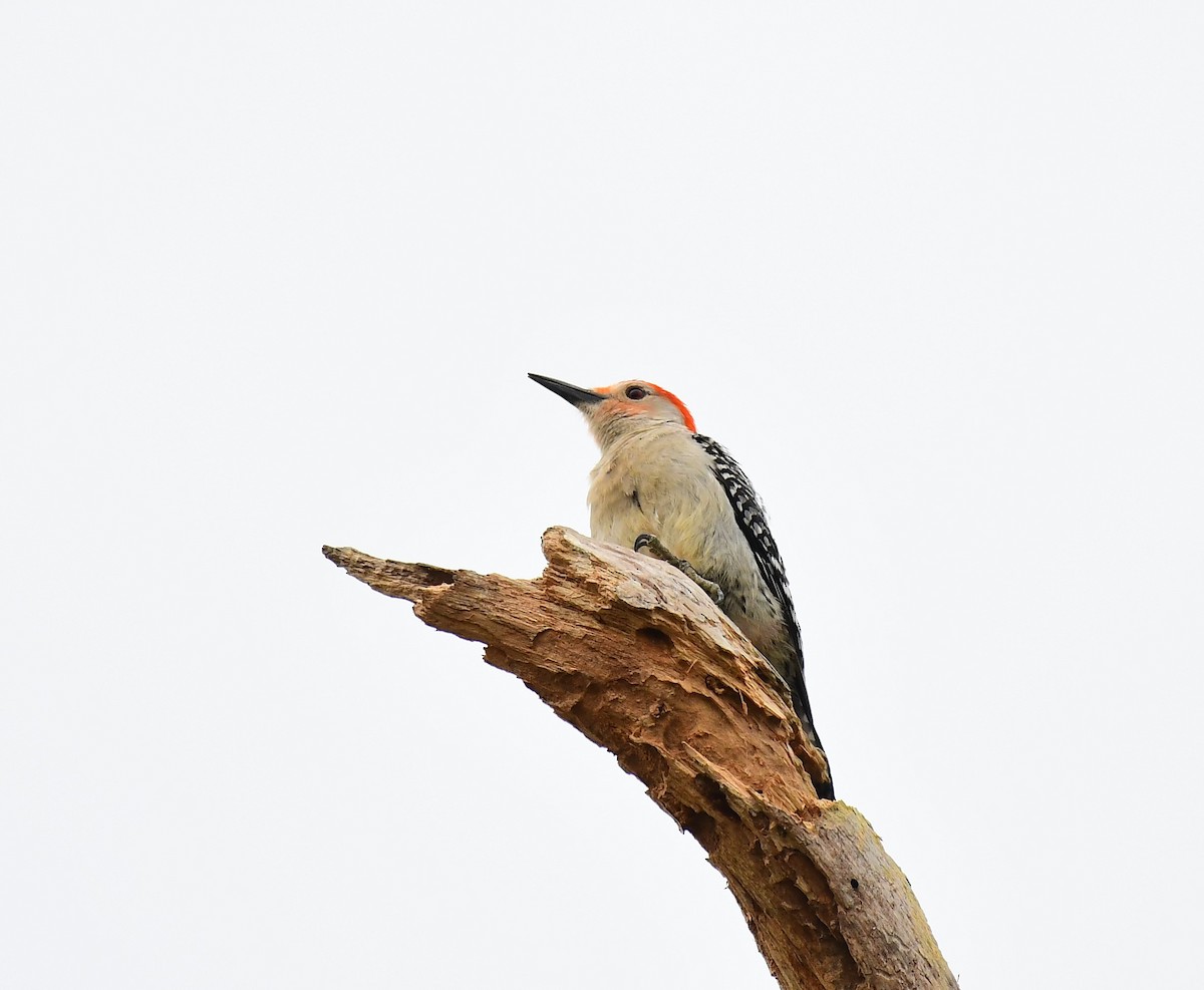 Red-bellied Woodpecker - John Wolaver