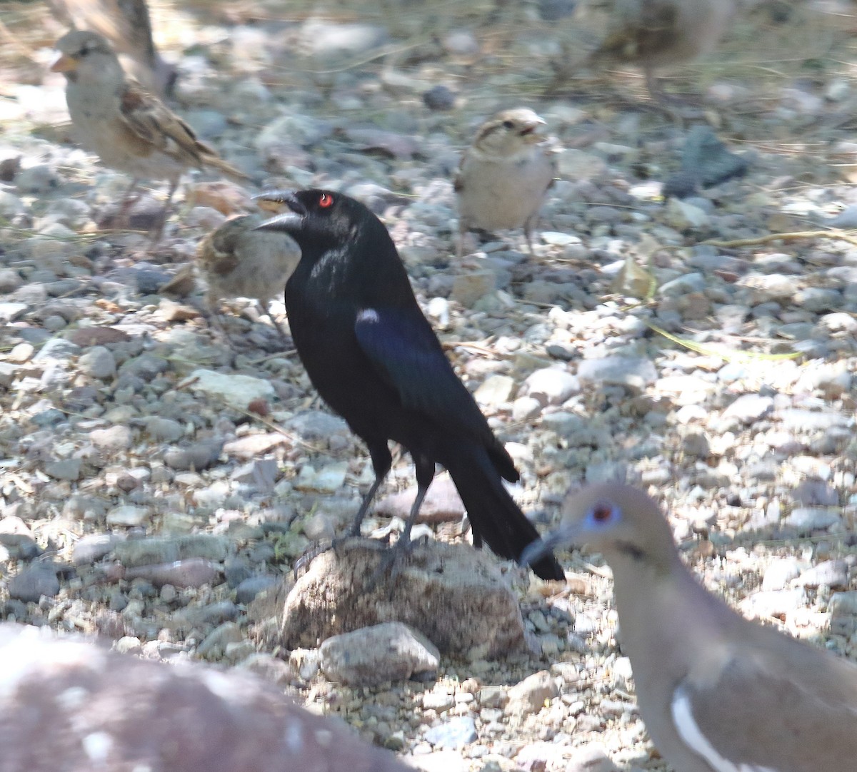 Bronzed Cowbird - ML619186177