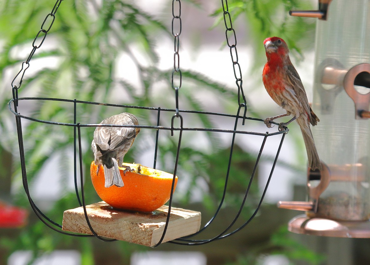 House Finch - ML619186180