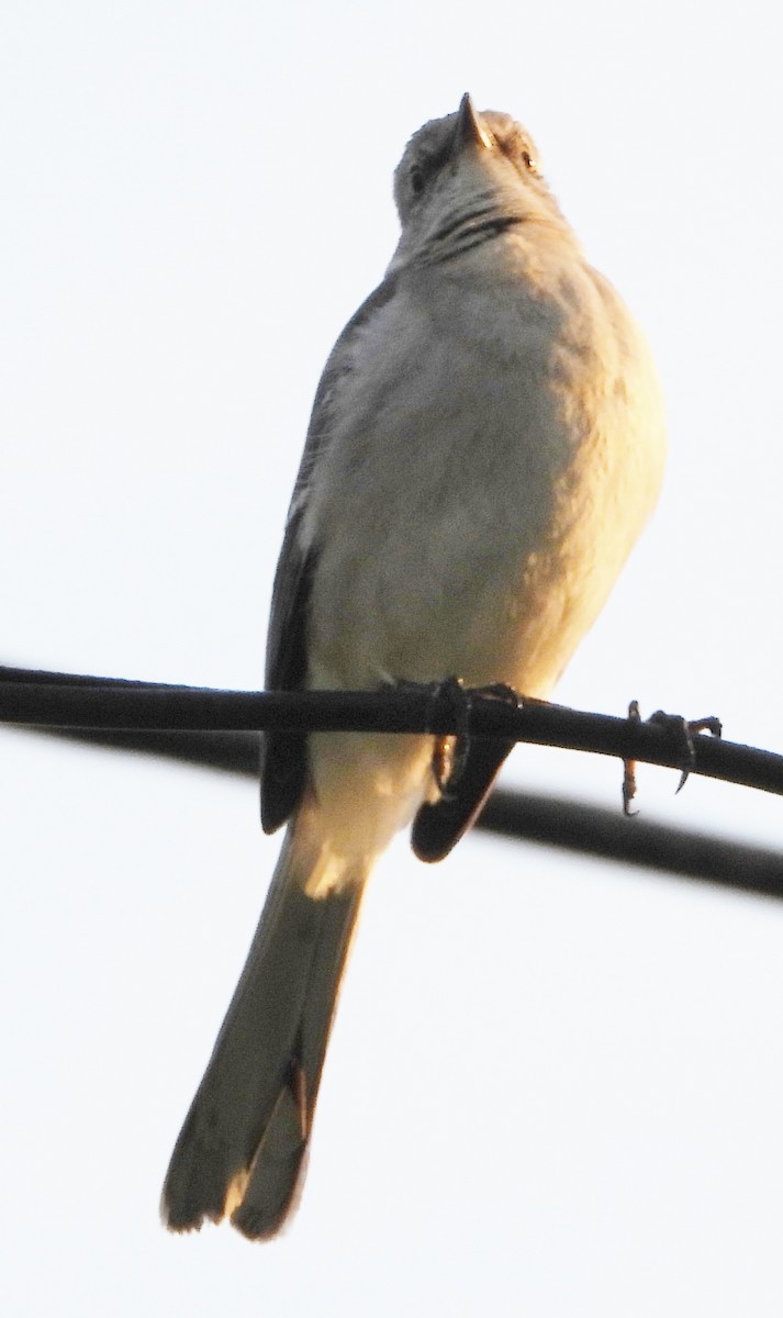 Northern Mockingbird - alan murray