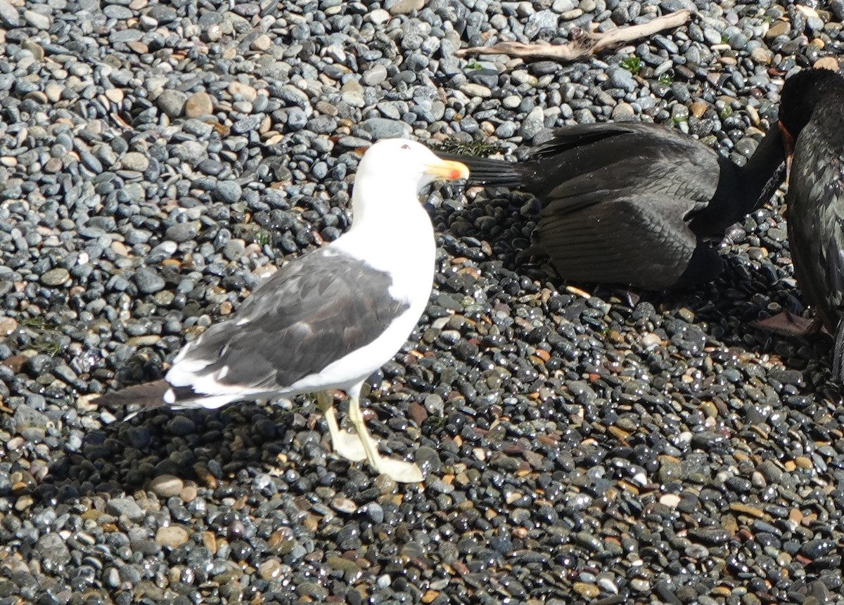 Kelp Gull - Marcia Hawk