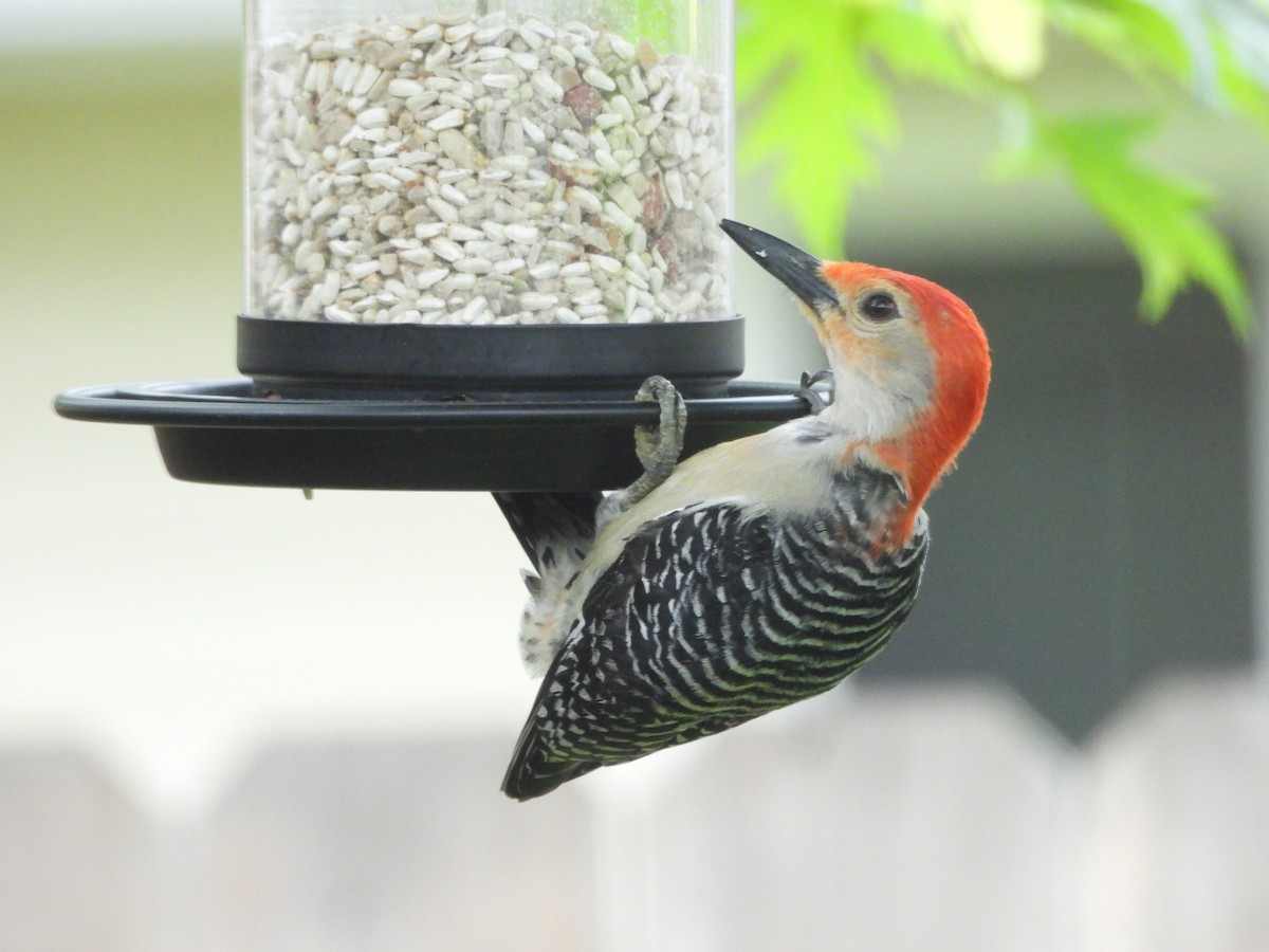Red-bellied Woodpecker - Leann Henderson