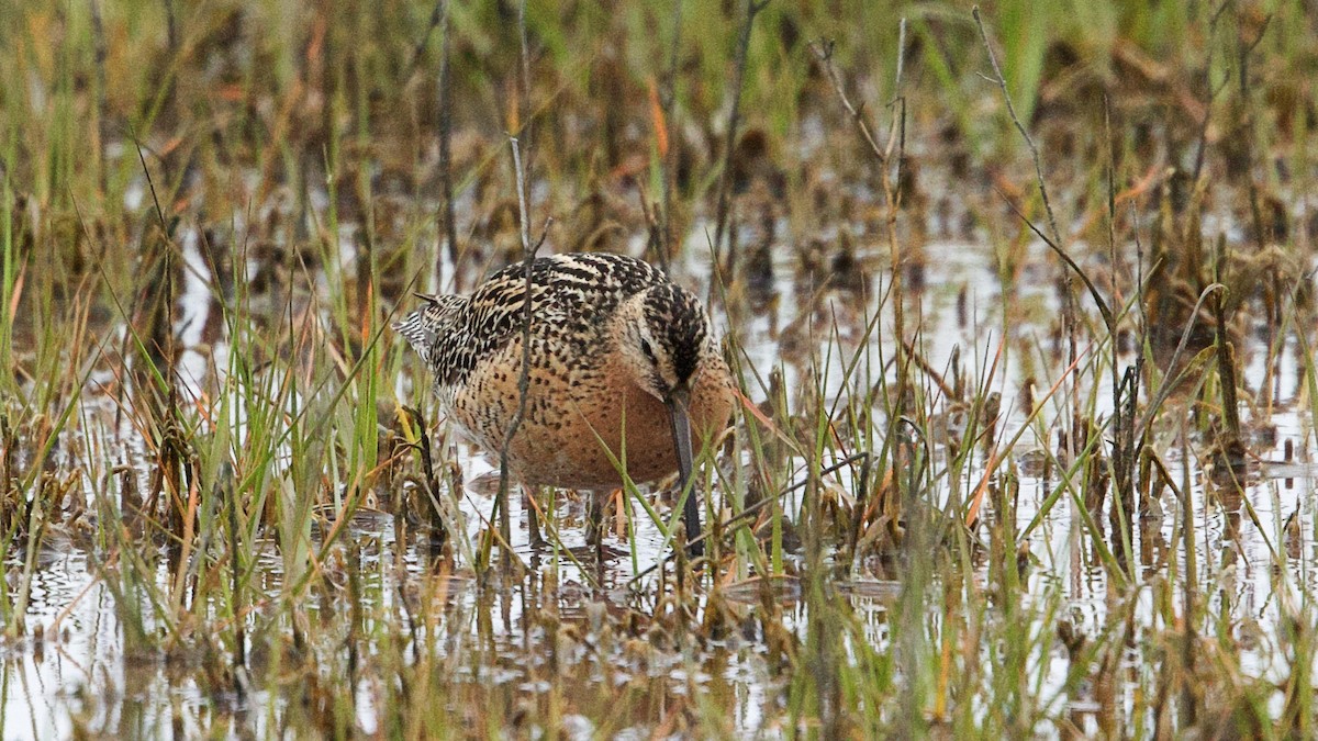 Short-billed Dowitcher - Gregory Gough 🦚