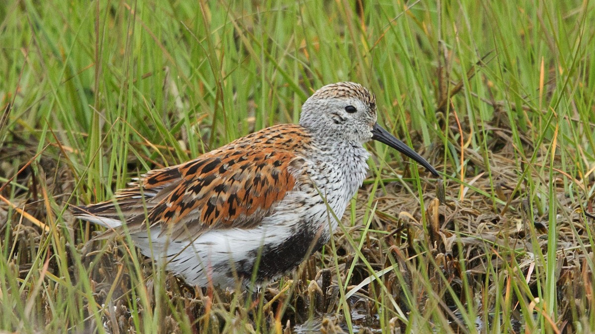 Dunlin - Gregory Gough 🦚