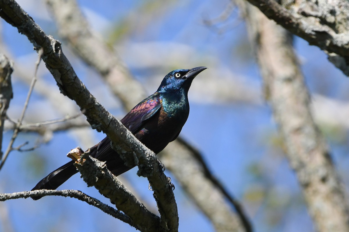 Common Grackle - Dan O'Brien