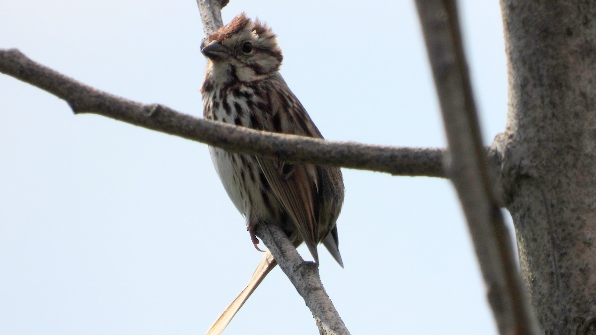 Song Sparrow - Alan Green