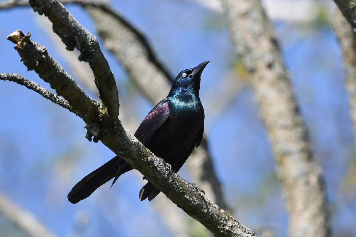 Common Grackle - Dan O'Brien