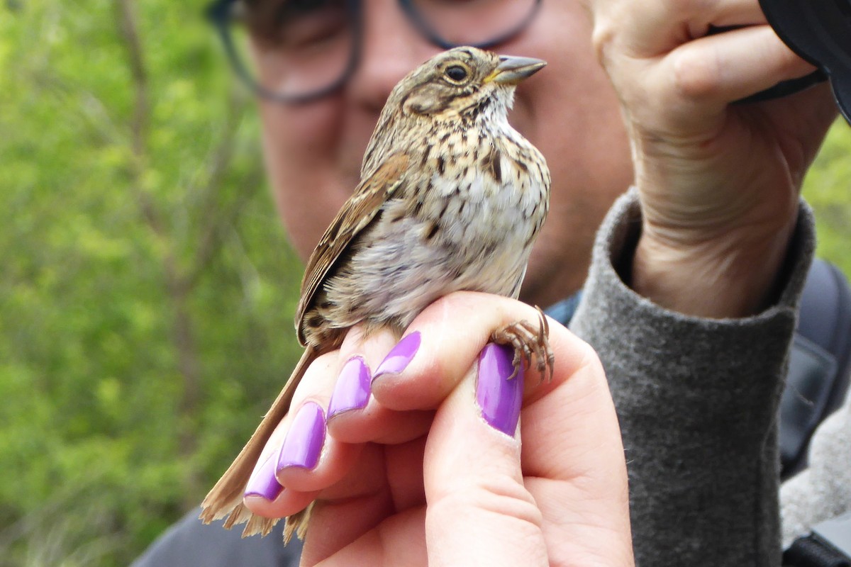 Lincoln's Sparrow - Georgette Larocque