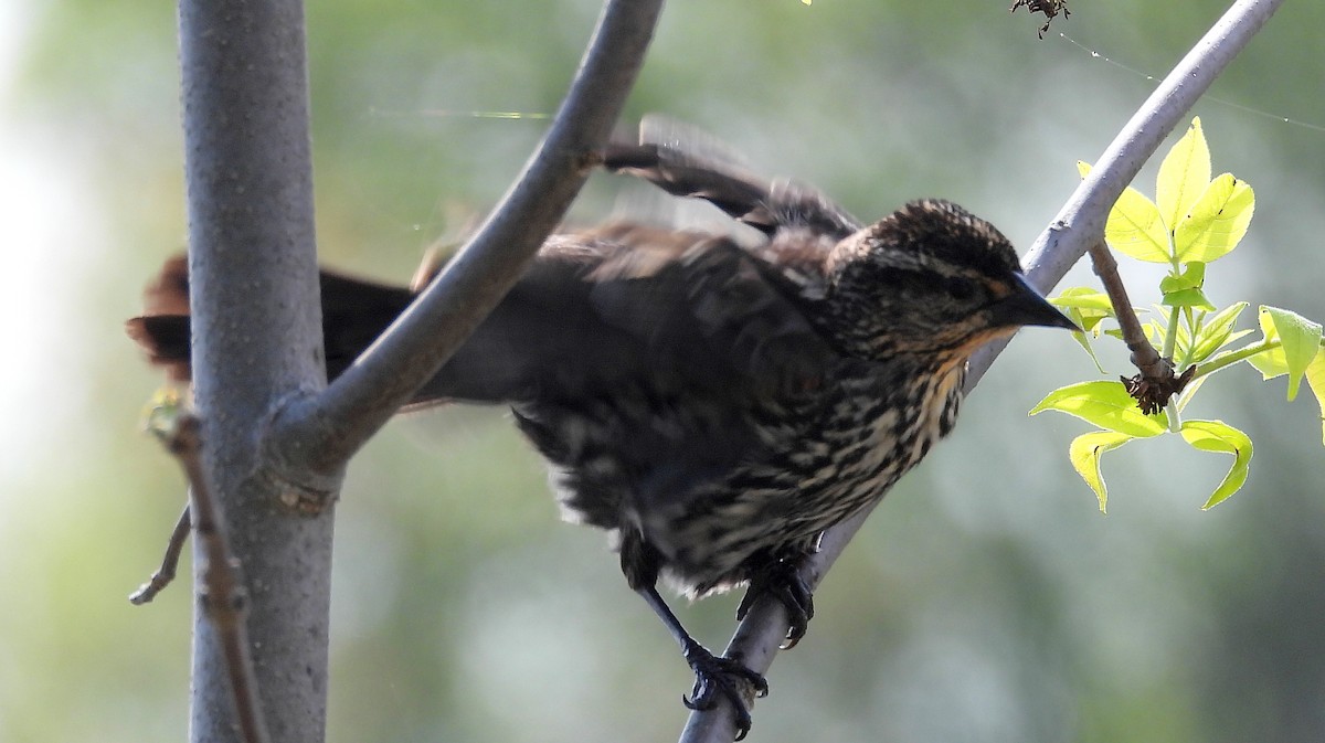 Red-winged Blackbird - Alan Green