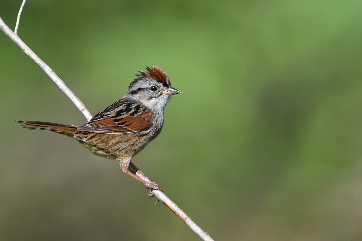 Swamp Sparrow - Dan O'Brien