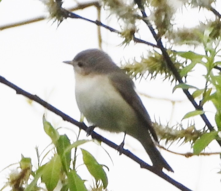 Warbling Vireo - alan murray