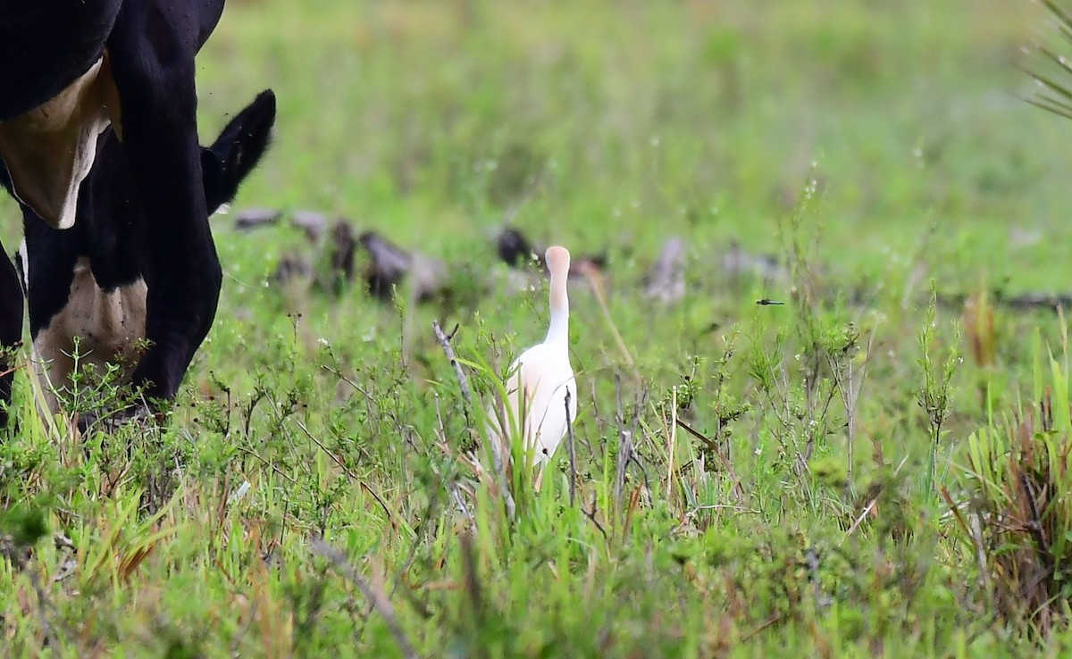 Western Cattle Egret - John Wolaver