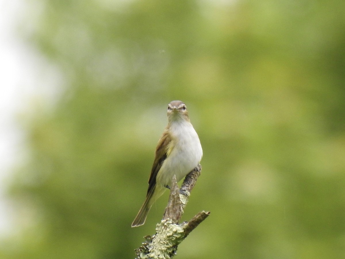 Red-eyed Vireo - ML619186350