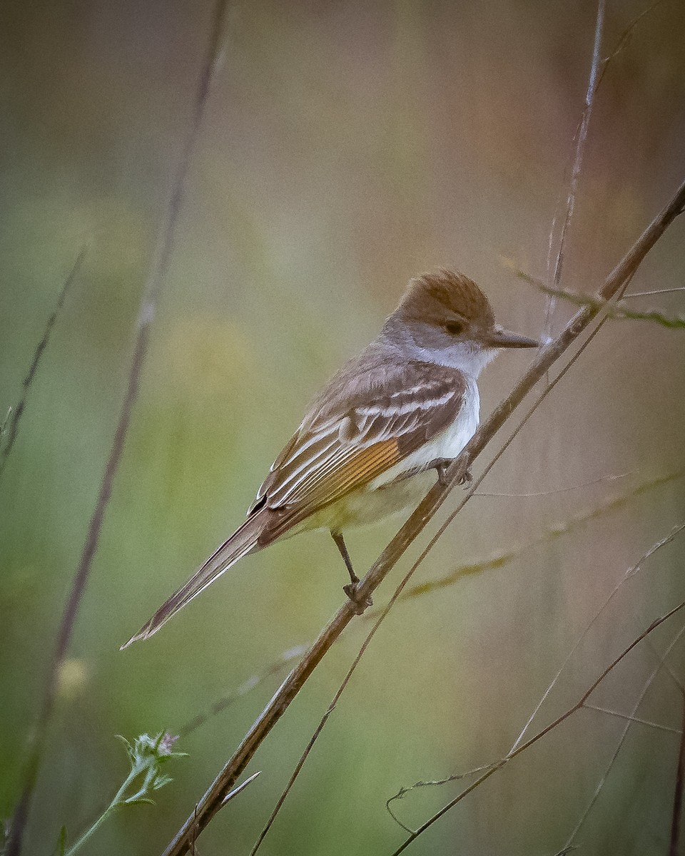 Ash-throated Flycatcher - James Kendall