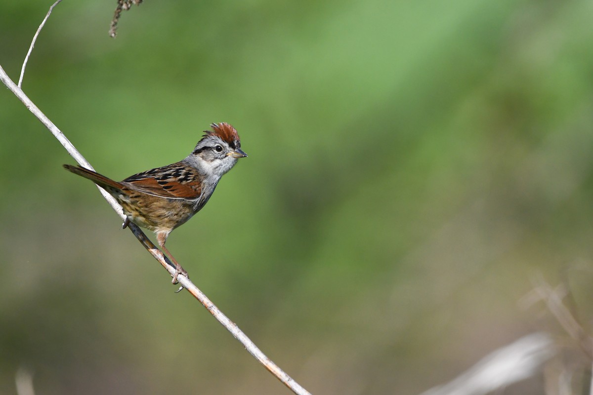 Swamp Sparrow - Dan O'Brien