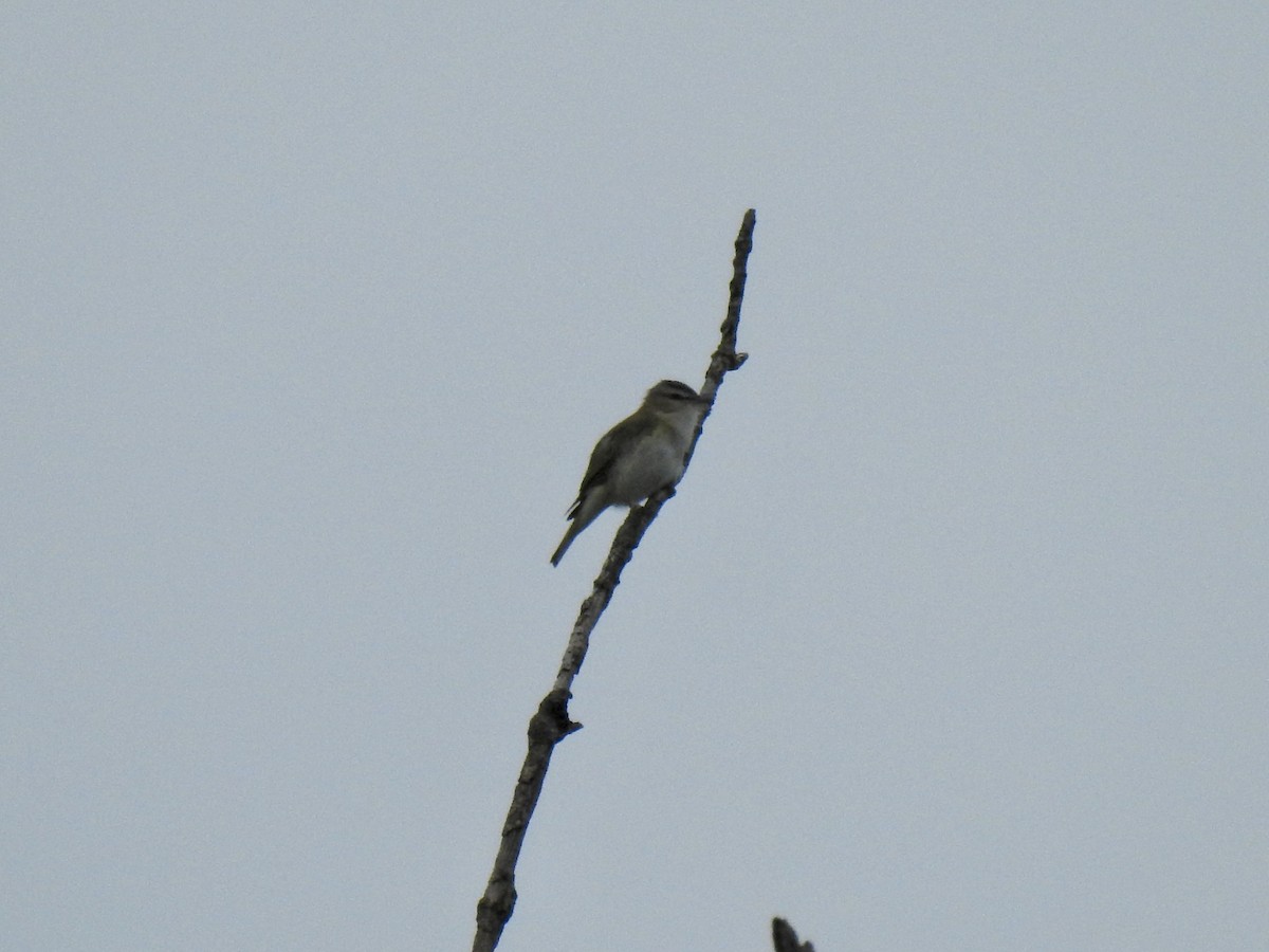 Red-eyed Vireo - Sean Mueseler