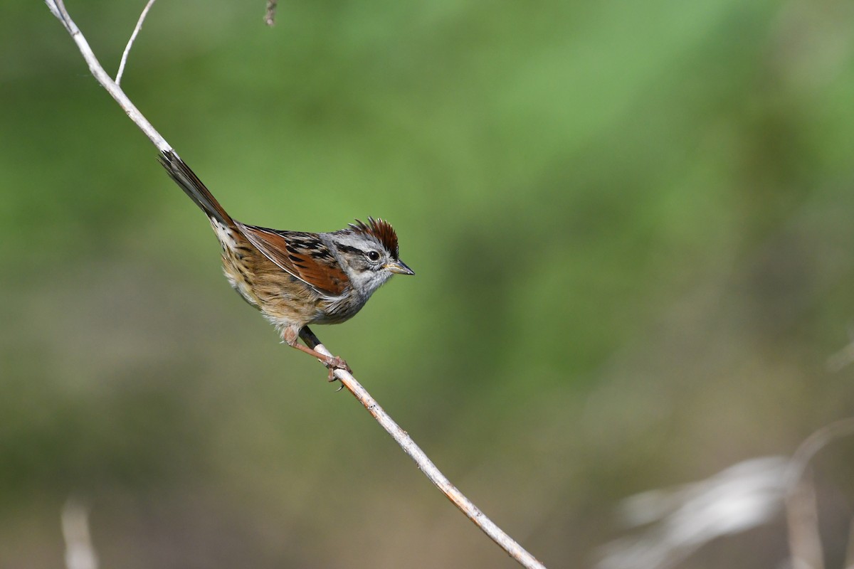 Swamp Sparrow - Dan O'Brien
