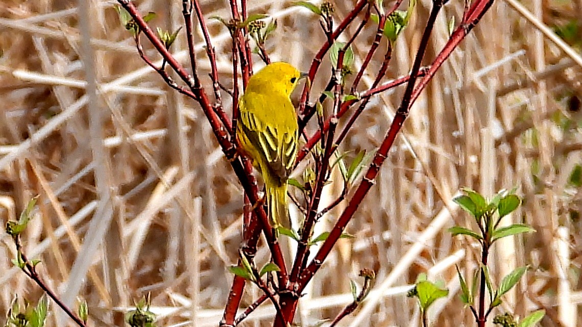 Yellow Warbler - Alan Green