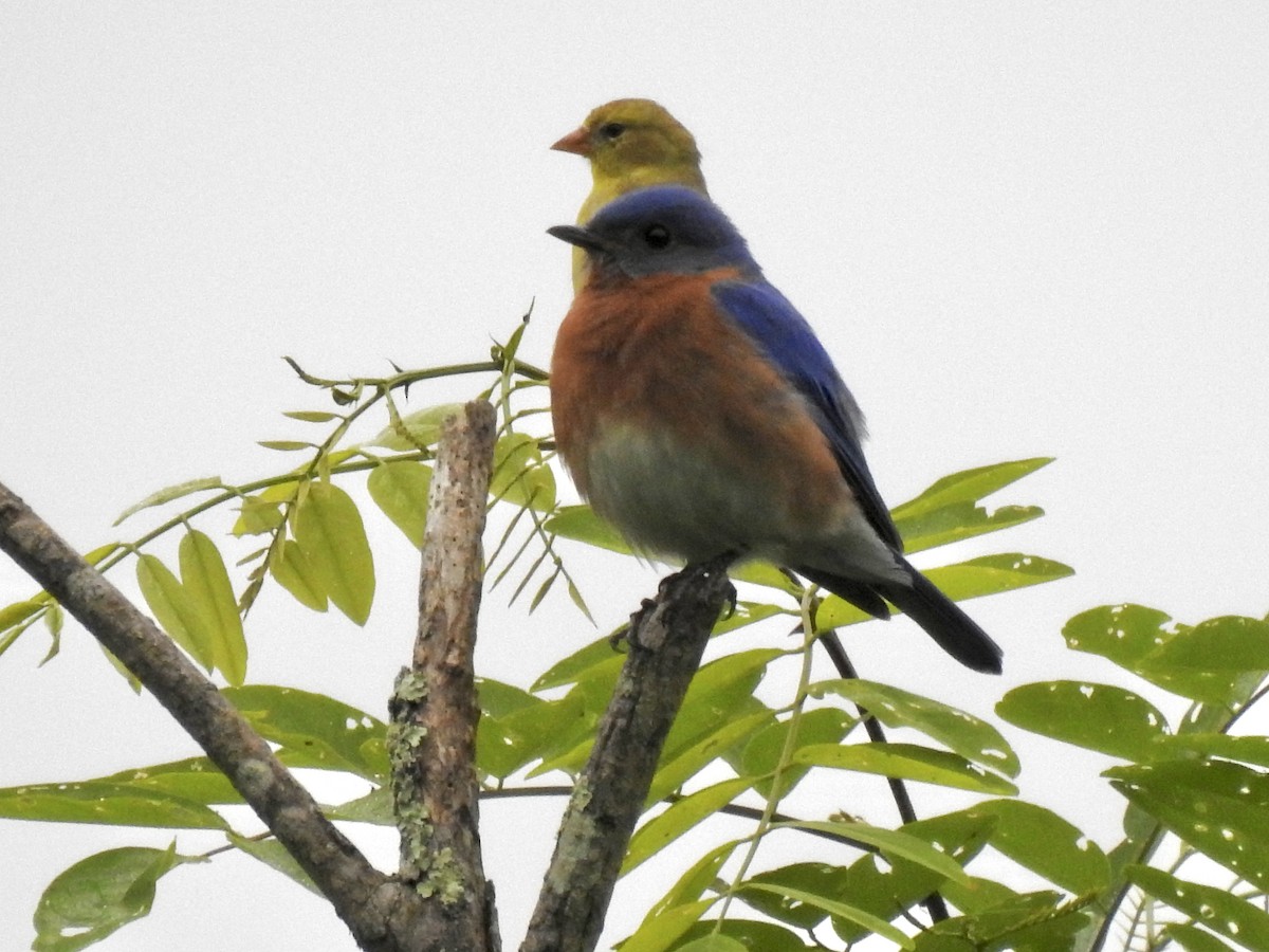 Eastern Bluebird - Sean Mueseler