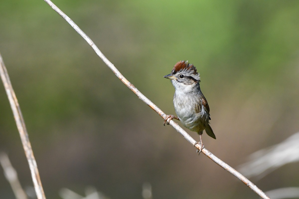 Swamp Sparrow - Dan O'Brien