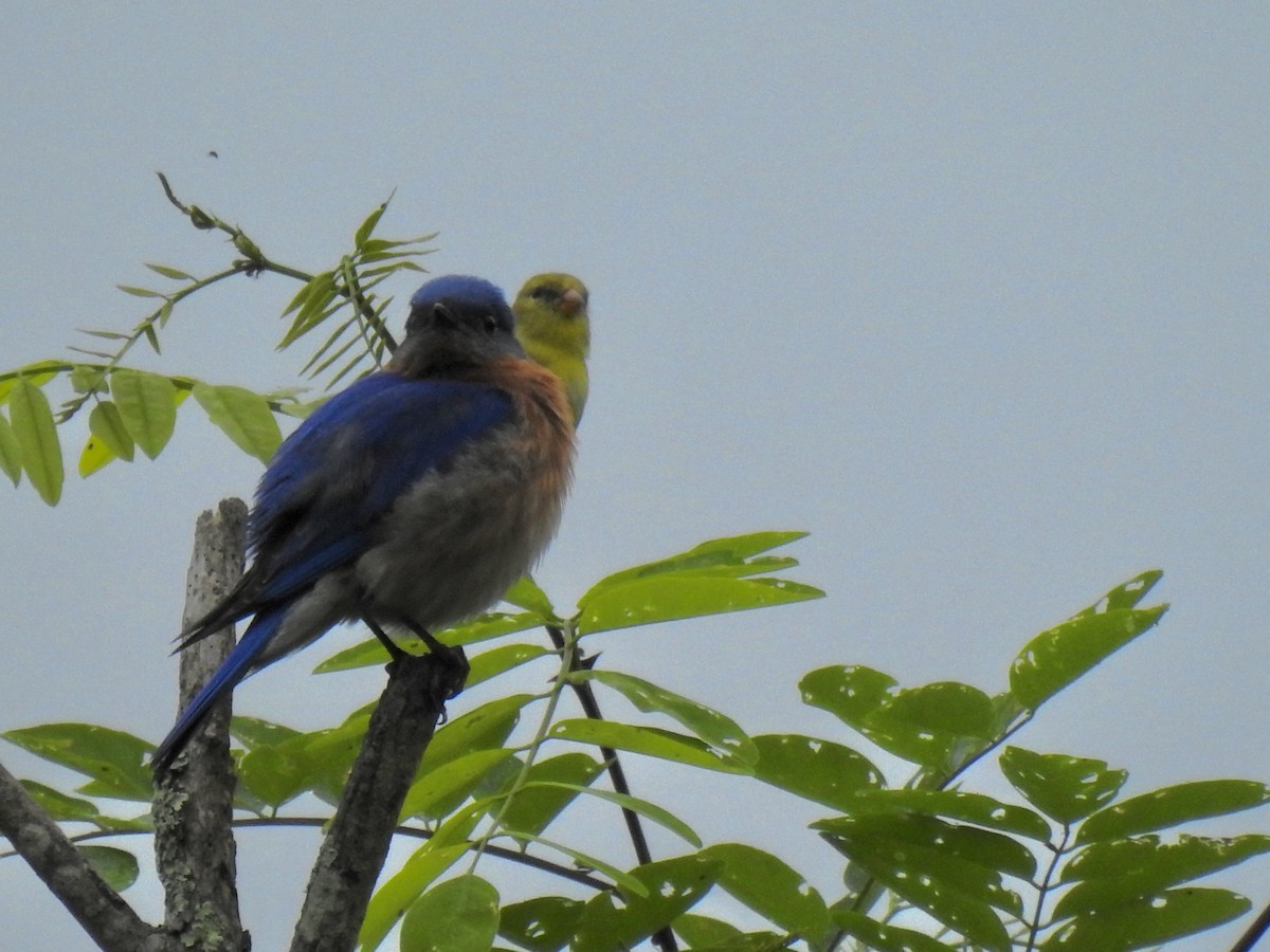 Eastern Bluebird - ML619186414