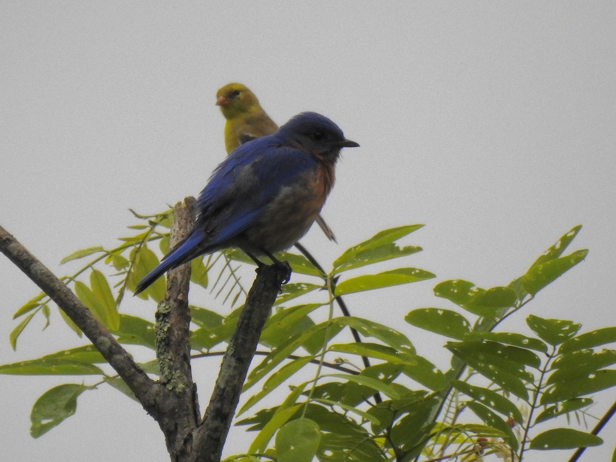 Eastern Bluebird - ML619186415