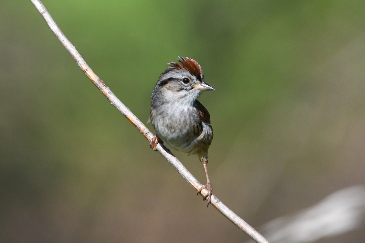 Swamp Sparrow - Dan O'Brien