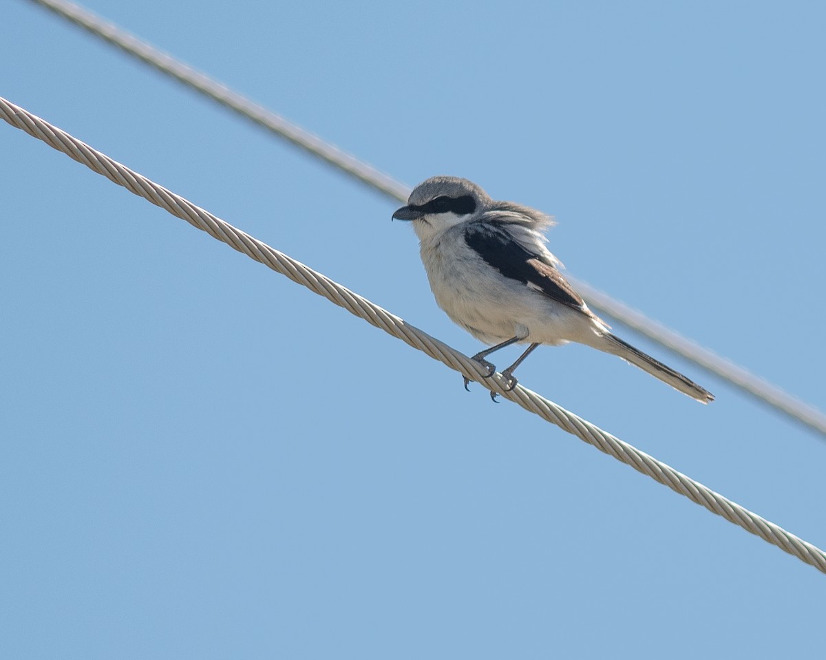 Loggerhead Shrike - Ethan Cleveland