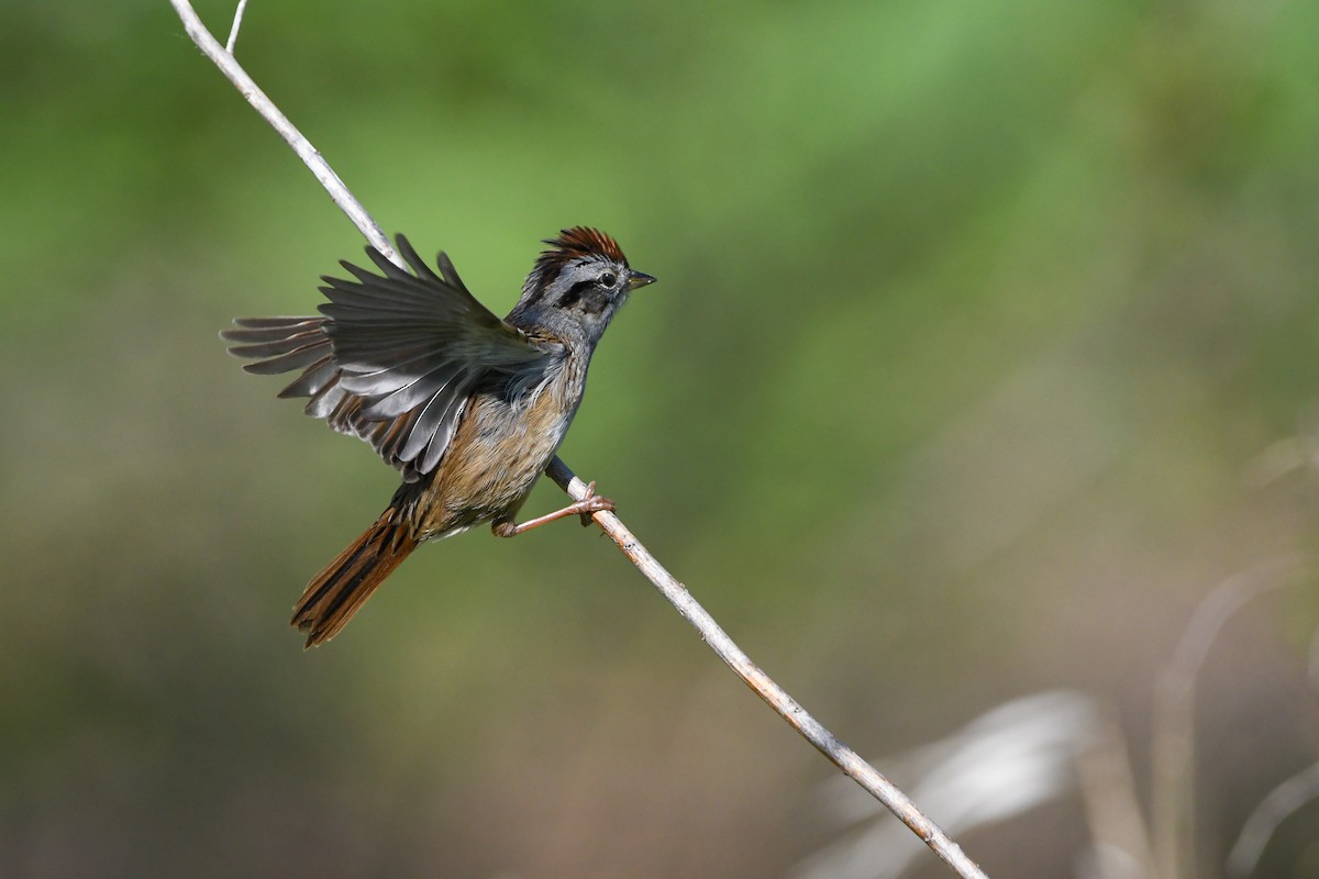 Swamp Sparrow - Dan O'Brien