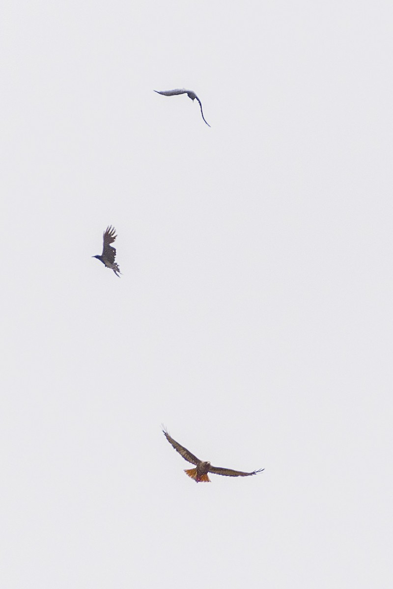 Red-tailed Hawk - James Kendall