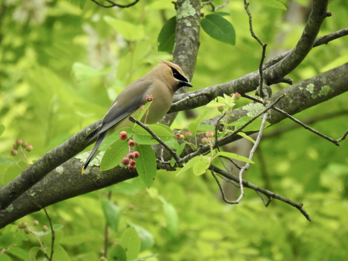 Cedar Waxwing - ML619186445