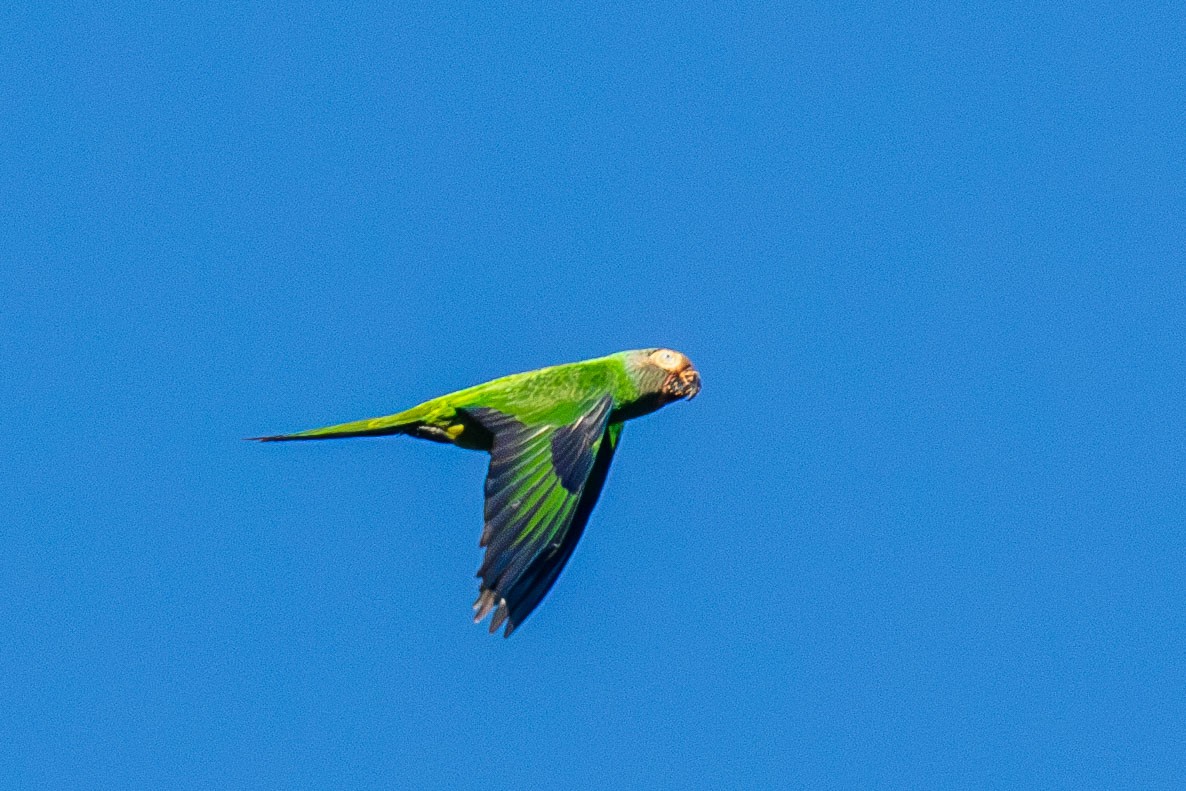 Dusky-headed Parakeet - ML619186450