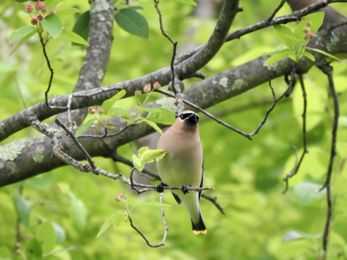 Cedar Waxwing - Sean Mueseler