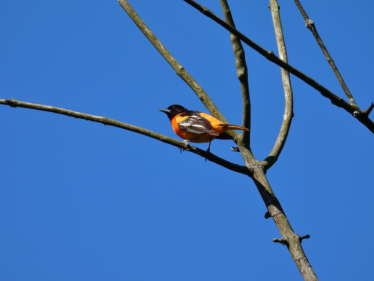 Baltimore Oriole - Anonymous