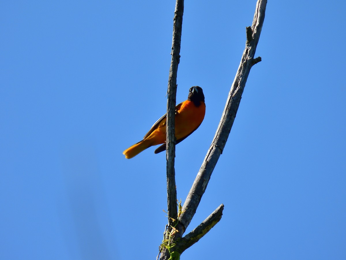 Baltimore Oriole - Anonymous