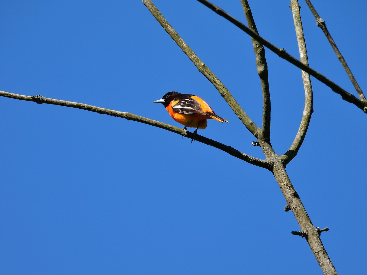 Baltimore Oriole - Anonymous