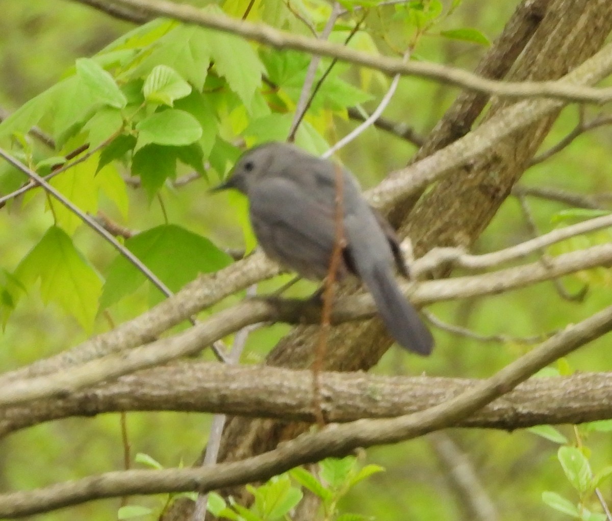 Gray Catbird - alan murray