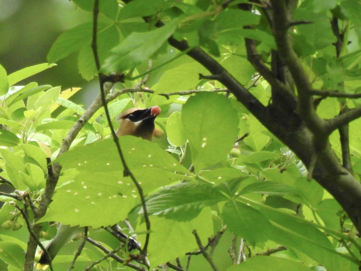 Cedar Waxwing - ML619186469