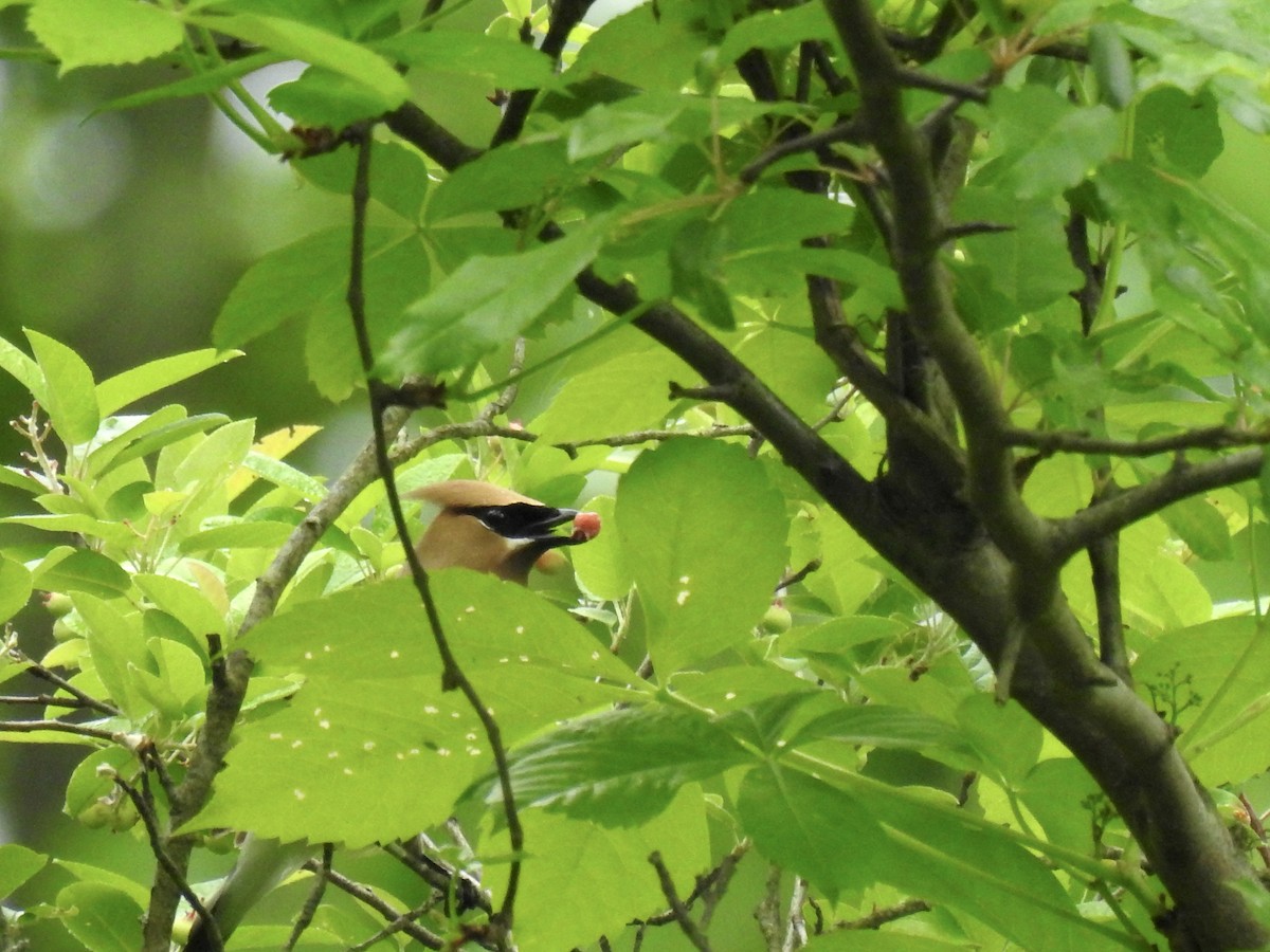 Cedar Waxwing - Sean Mueseler