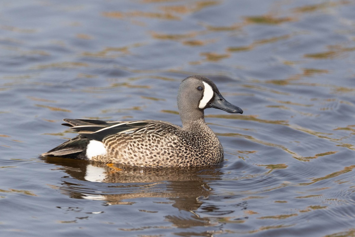 Blue-winged Teal - County Lister Brendan